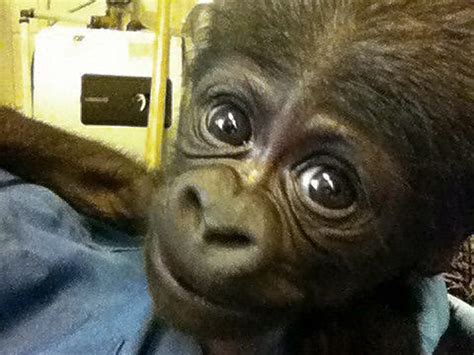 Newborn gorilla at NC zoo dies - TODAY.com