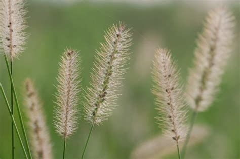 Australian Native Grasses Identification Guide - Yard Work