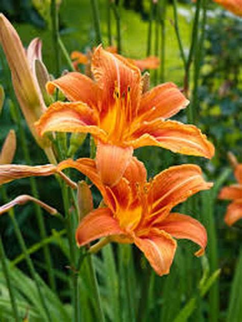 Day lily Plant are very easy to grow and are beautiful perennials as ...