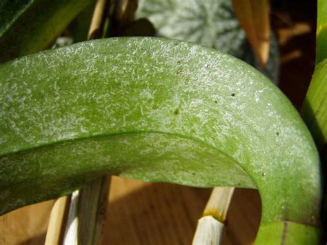 White Spots On My Orchid Leaves | Orchid Flowers