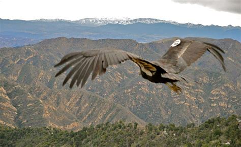 California Condor Recovery Program Spreads Its Wings | Energized by Edison