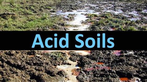 Management of Acid Soils - YouTube