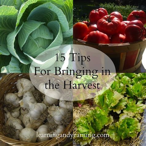 15 Tips for Bringing in the Harvest - Learning and Yearning