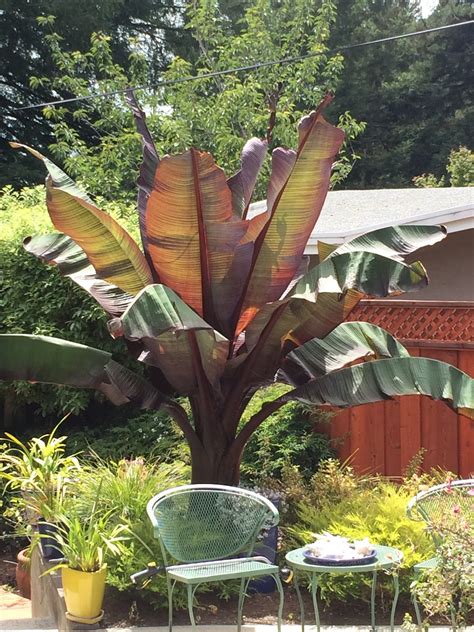 Trees of Santa Cruz County: Ensete ventricosum 'Maurelii'