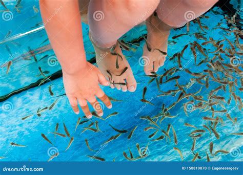 Doctor Fish in a Spa Aquarium. Garra Rufa Stock Photo - Image of beauty, health: 158819870