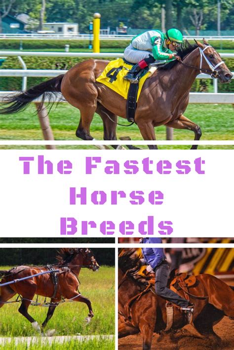 The 8 Fastest Horse Breeds in the World