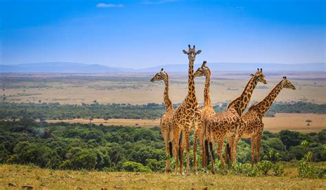 Nairobi Trips: 1- Day Nairobi National Park ½ Day Trip | Sojourn Safaris