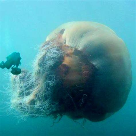 A Lions Mane Jellyfish. Oldest and largest in the world. Eeeek! | Lion's mane jellyfish, Giant ...