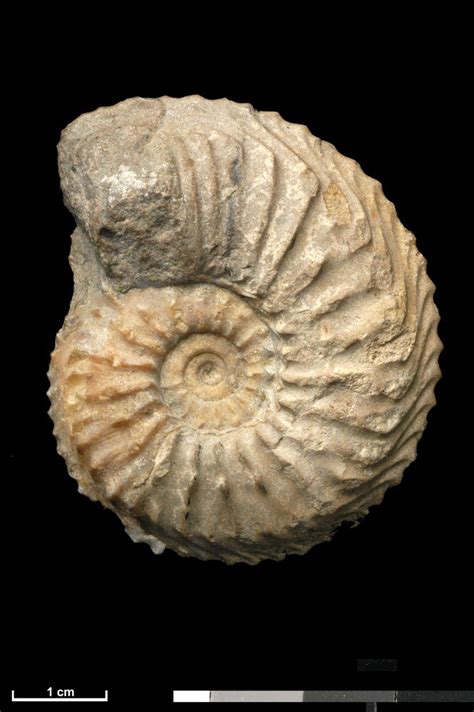 BGS Geoheritage – images from the collections: Cardioceras densiplicatum Boden. A fossil ammonite.