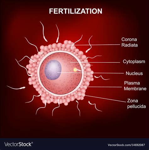 Fertilized Human Egg