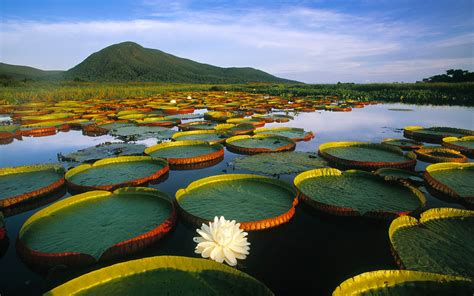 Pantanal Wetlands Brazil; The Largest Freshwater Wetland Ecosystems in ...