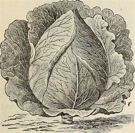 Image from page 24 of "Cox's seed annual" (1890) | Identifie… | Flickr