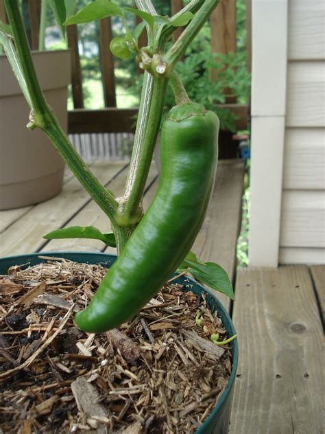 Bumble Lush Garden: Almost Indoor Pepper Garden