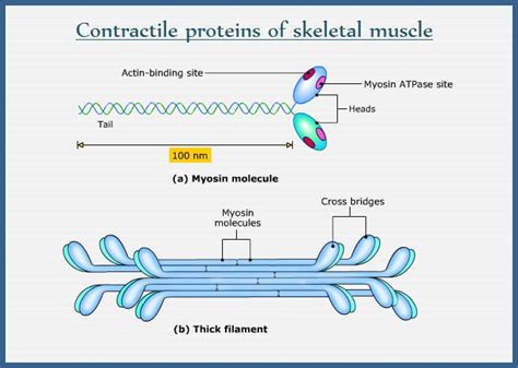 Myosin and Actin filament