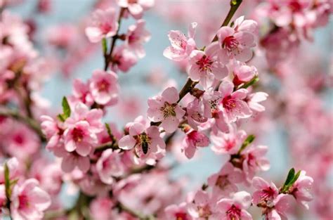 Peach Blossom's Tale: Discover its Rich Meanings and Legends - Petal ...