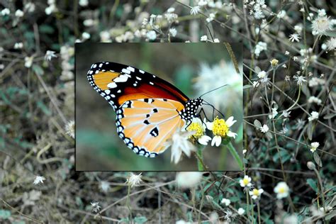 Free stock photo of 4k wallpaper, butterfly, butterfly on a flower