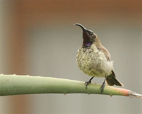 Amethyst Sunbird – immature male – BirdLife eThekwini KZN