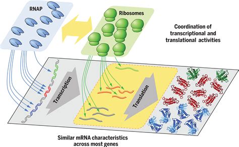 Gene Regulation In Prokaryotes