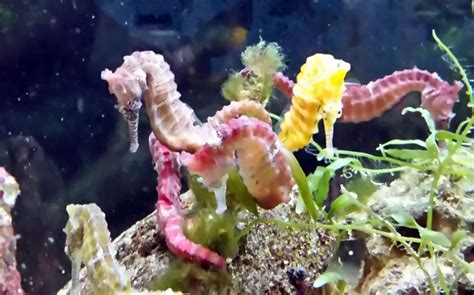 How to Set Up a Seahorse Aquarium - Aquatic Live Food | Aqua Cultured Aquarium Foods