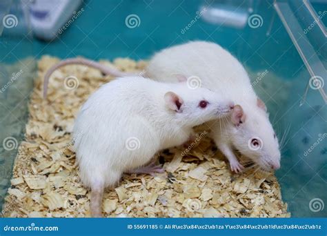 White (albino) Laboratory Rats Stock Image - Image of animal, acrylic: 55691185