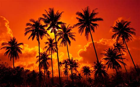 Sunset palms wallpaper | 2880x1800 | #32166