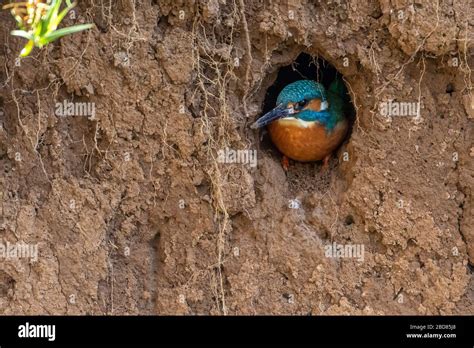 Kingfishers nesting hole hi-res stock photography and images - Alamy