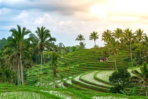 The Best Bali Rice Fields To Visit: Secret, Iconic & New Picks | Bali's Best Travel Guide