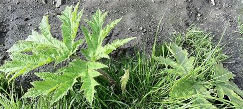 Treatment window for Giant Hogweed? - The Soil Remediation Blog