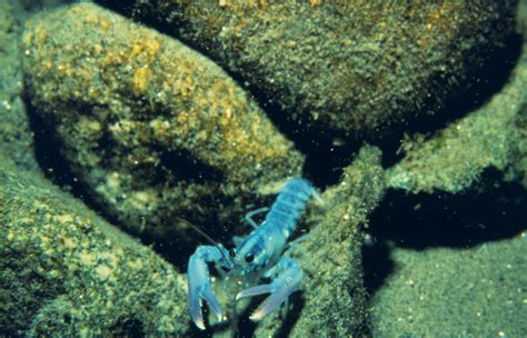 A silver lining: How warming waters in the Gulf of Maine gave lobsters a leg up – oceanbites