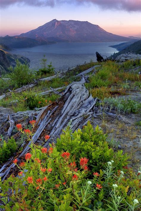 The Best Wildflowers Hikes And Photography Tips For Mt St Helens | Nature destinations ...