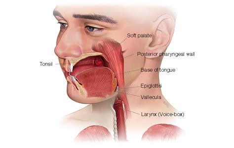 Oropharyngeal Cancer - Head and Neck Cancer Australia