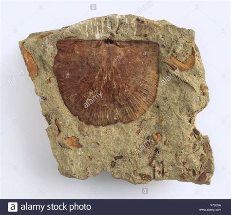 Brachiopod Shell High Resolution Stock Photography and Images - Alamy