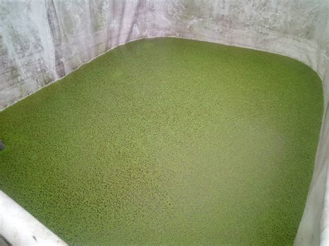 Azolla Pinnata Seeds For Direct Cultivation And Direct Use Available ...