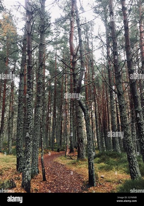 Silver birch forest hi-res stock photography and images - Alamy