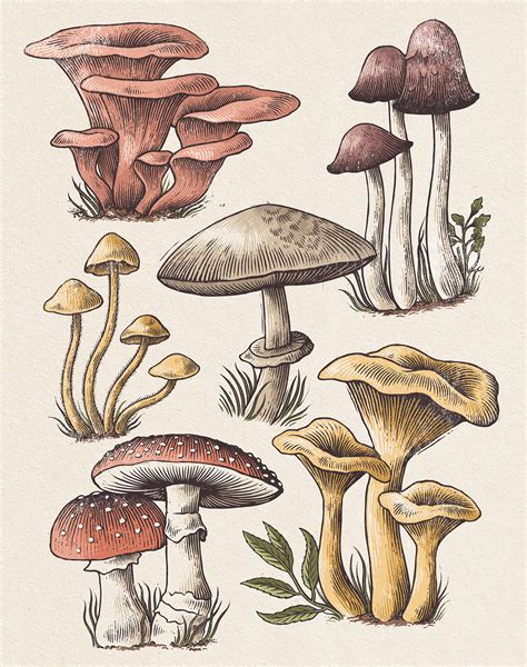 Mushroom Study :: Behance