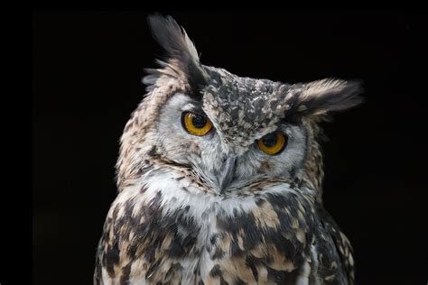 How to Identify and Observe Nocturnal Birds