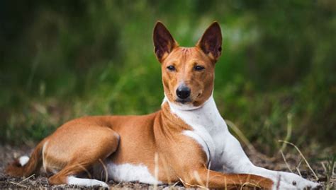 Basenji Dog Breed Profile – Top Dog Tips