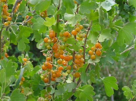 1 Ribes Aureum GoldenCurrant live rooted starter plant, edible Shrub. Zones 3-8. | Raspberry ...