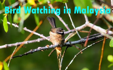 Best Top Bird Watching Destinations In Malaysia