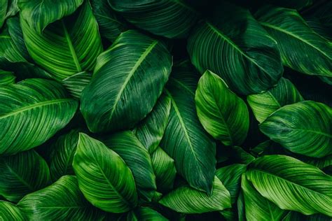 Premium Photo | Tropical green foliage leaf on dark background in natural rain forest