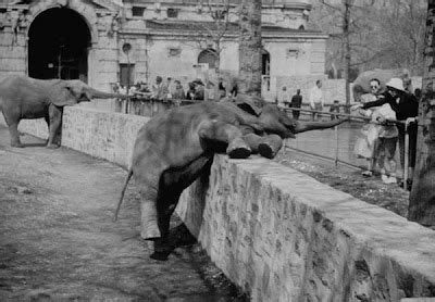 The Circus "NO SPIN ZONE": Bronx Zoo Elephant House