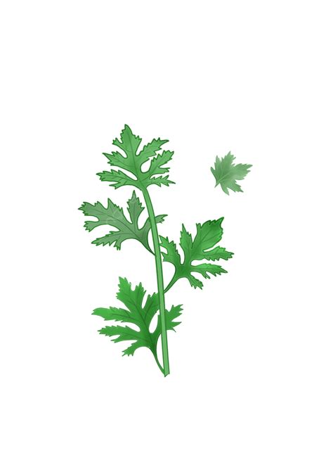 Artemisia Abrotanum PNG, Vector, PSD, and Clipart With Transparent ...