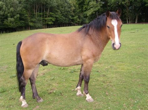 Breed: New Forest Pony | Pony breeds, All horse breeds, Horse love