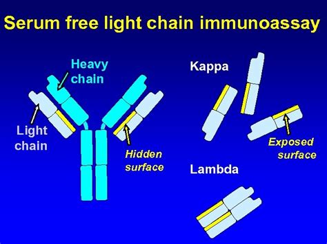 Kappa Lambda Light Chains Free With Ratio Serum High | Shelly Lighting