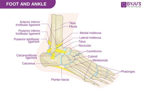 Tarsal Bone Diagram