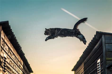 Cat Photographer In The Netherlands Is Captivating Feline Lovers - Cole & Marmalade