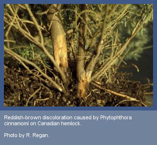 Phytophthora cinnamomi | College of Agricultural Sciences | Oregon State University