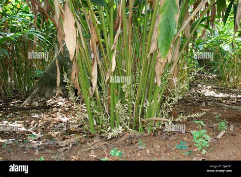 Cardamom plant hi-res stock photography and images - Alamy