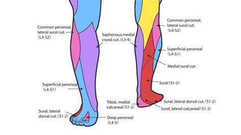 Saphenous Nerve Anatomy And Function - Dermatomes Chart and Map