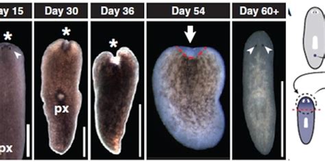 Regeneration Of Planaria